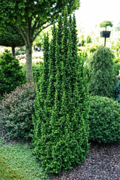 Thuja occidentalis Малоніана Холуб в дорослому віці